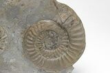 Ammonite (Arnioceras) Cluster - Holderness Coast, England #207742-3